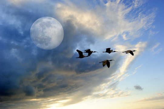 Birds Moon