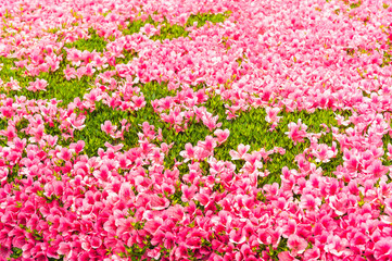 Fototapeta premium Pink Azalea flower blossom in a park