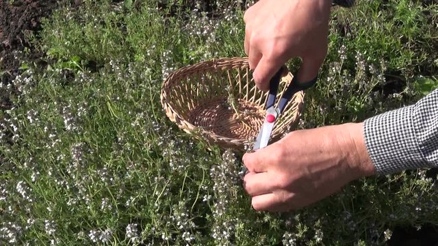 Gardener herbalist collecting flowering thyme in herb garden with scissors