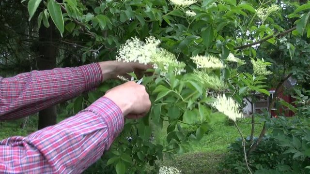 Herbalist collecting flowering medical elder bush blossoms with scissors