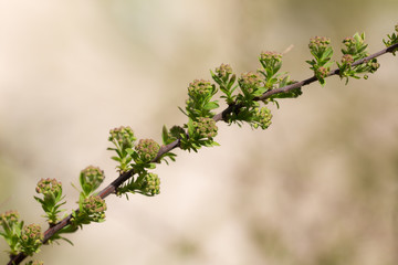 spirea close up in spring