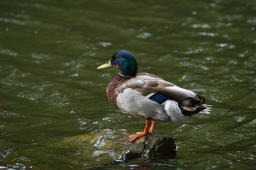 Ente auf Stein im Fluss