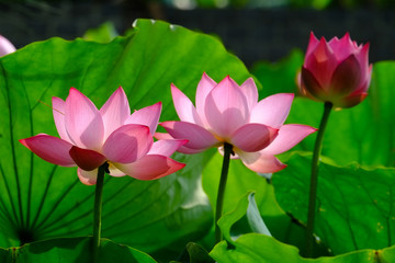 Obraz premium Lotus flower in sunlight. 