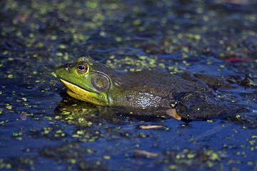 American Bullfrog