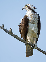 Osprey on Tree Branch