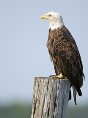 Bald Eagle