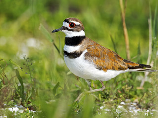 Killdeer walking in the Grass