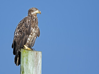 Juvenile Bald Eagle