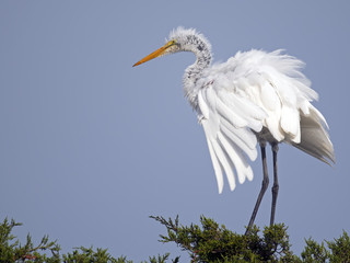 Great Egret Sitting in a Tree