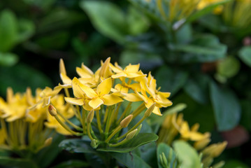 Closeup of yellow needle flowers