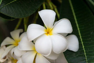 Fototapeta na wymiar Blooming Frangipani flowers