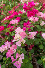 Pink-shaded Bougainvillea flowers