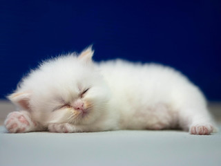 White Persian cat kitten is sleeping on blue background