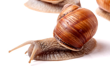 Live snail crawling on a white background close-up macro