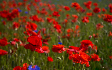 Poppies in a field on an island of Saaremaa, Estonia