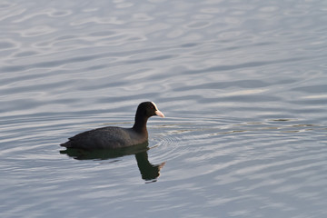 Eurasian coot (Fulica atra)