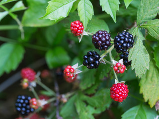 Wild blackberries in nature on branches.
