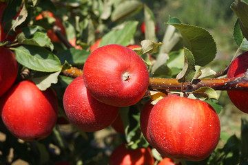 Obraz premium fresh apple on the tree