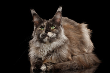 Brown Maine Coon Cat Lying and Looks Curious Isolated on Black Background, Front view