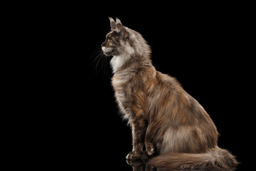 Brown Maine Coon Cat Sitting and Looks Curious Isolated on Black Background, Side view