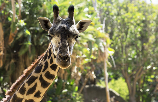 Portrait of a giraffe close up. 
