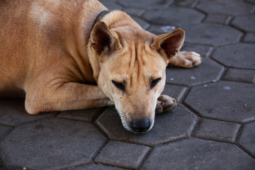 The dog is missing his owner and feeling sad