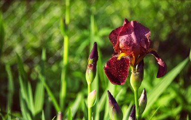 flower maroon iris in drops dew