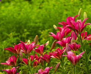 lilies. Red lily flower. lily flower