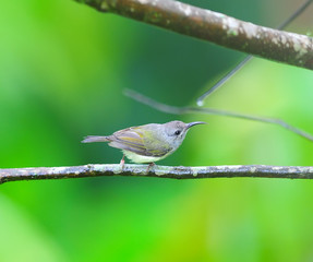 Bird Black-throated Sunbird (Aethopyga saturata)