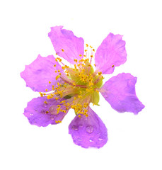 Cananga flower (Cananga odorata) isolated on white background