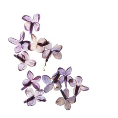 dry lilac flowers