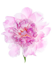 pink peony flower