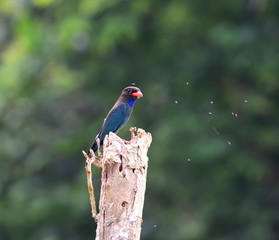 Fototapeta premium Beautiful Blue Bird dollarbird is chirping in the tree