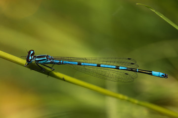 Coenagrion puella