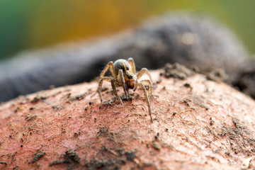 Cute little spider