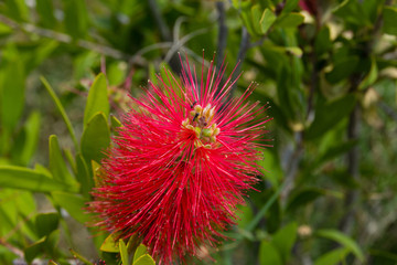 Callistemon