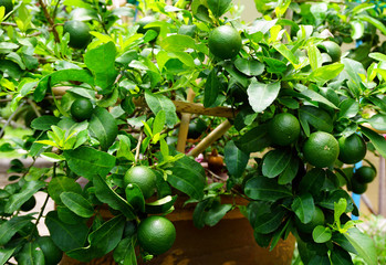 Limes on The Tree