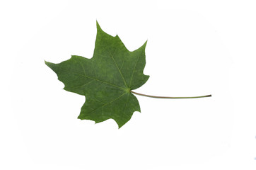 green summer leaves on the white background