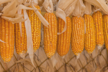 Sweet Corn of Agricultural products in farm