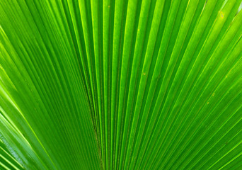 Fototapeta premium Extreme close-up of fresh green leaf as background.