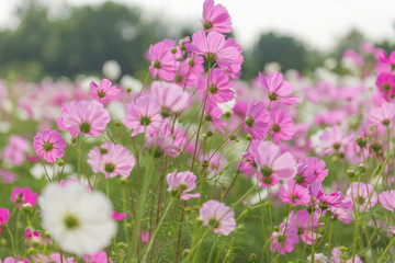 beautiful big cactus in the rock garden