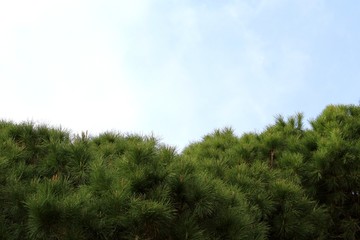 Green branches of pine on blue sky background