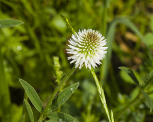 Mountain clover, Trifolium montanum, flower macro, selective focus, shallow DOF