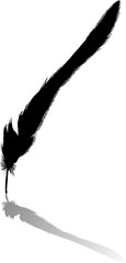 black curved narrow long feather with reflection