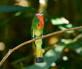 Red-bearded Bee-eater on the branch with food in mouth to feed i