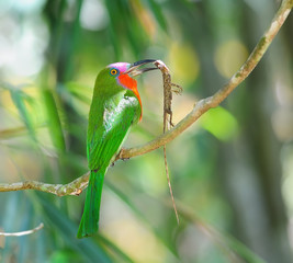 Red-bearded Bee-eater on the branch with food in mouth to feed i