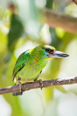 Red-throated Barbet