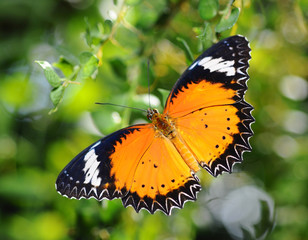 Soft-focus beautiful butterfly on flowers