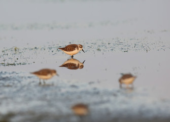 Spoon-billed Sandpiper (Eurynorhynchus pygmeus), migration in Th