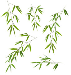 five green bamboo branches isolated on white